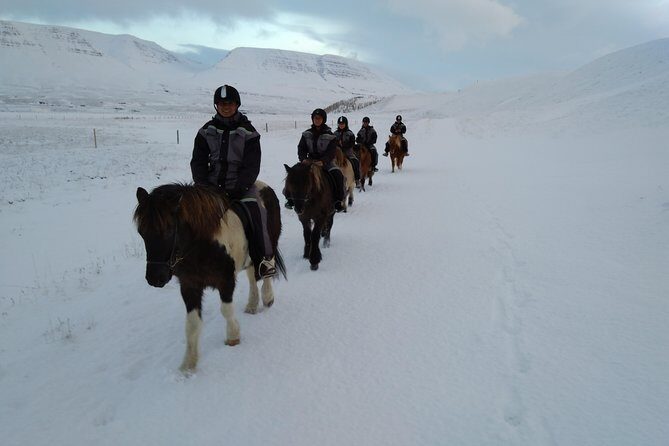 The Viking Horse Riding Experience in North Iceland - Price and value: is $123.75 worth 90 minutes?