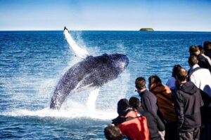 Traditional Oak Ship Whale Watching Tour From Husavik - Skjálfandi Bay wildlife: what you can realistically expect to see
