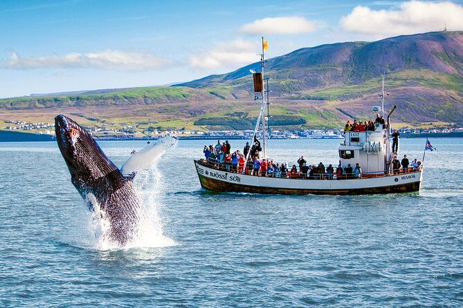Traditional Oak Ship Whale Watching Tour From Husavik - How the guides improve your odds of seeing the right thing