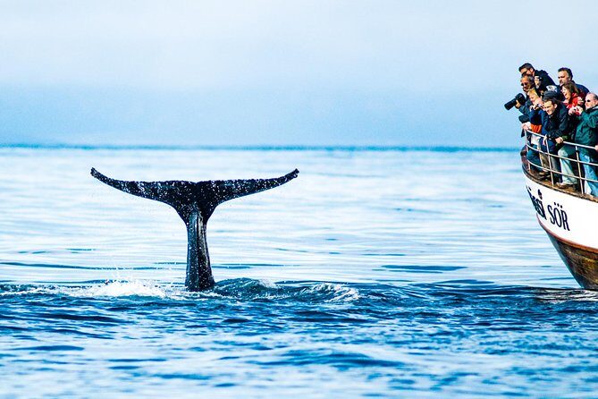 Traditional Oak Ship Whale Watching Tour From Husavik - Timing picks: morning, afternoon, or evening?