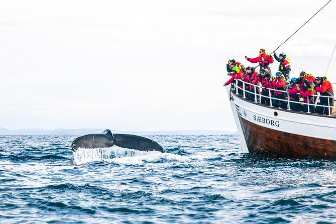 Traditional Oak Ship Whale Watching Tour From Husavik - Who should book this tour (and who might want a backup plan)