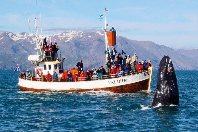 Traditional Whale Watching from Húsavík by Local Family Company - Why Húsavík’s Whale Season Energy Feels Different on an Oak Boat