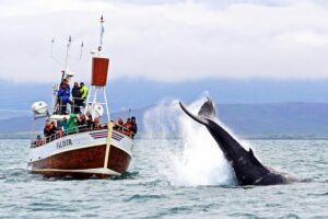 Traditional Whale Watching from Húsavík by Local Family Company - Ticket Center to Boarding: The First 40 Minutes Matter