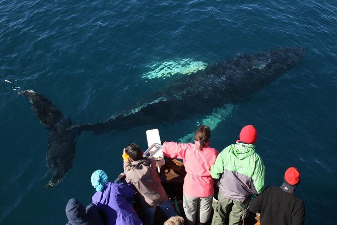 Traditional Whale Watching from Húsavík by Local Family Company - Spotting Gentle Giants: What You’re Actually Searching For