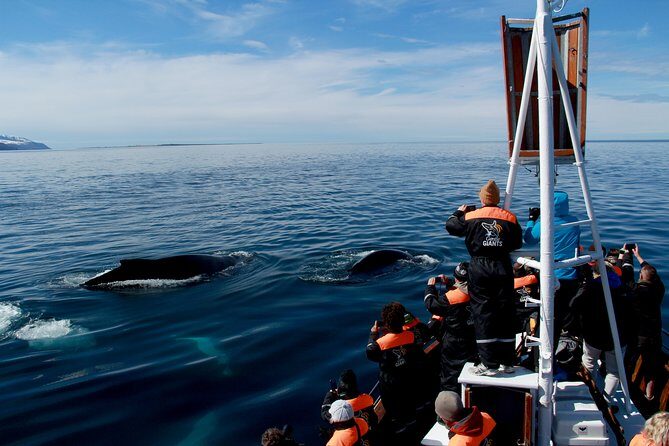 Traditional Whale Watching from Húsavík by Local Family Company - Who You Might Meet: Guides Who Turn Scanning Into Learning