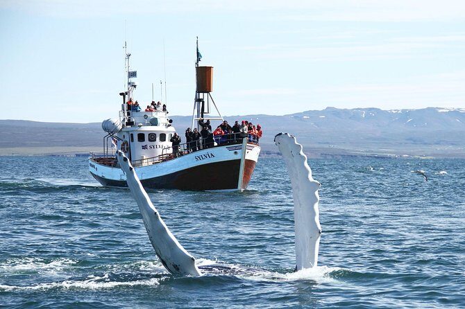 Traditional Whale Watching from Húsavík by Local Family Company - Value for $102.58: When This Tour Feels Worth It