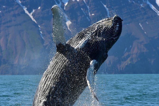 Traditional Whale Watching from Húsavík by Local Family Company - Practical Logistics That Save You Stress