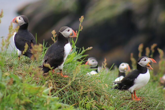 Two-In-One: Whale & Puffin Watching Tours from Reykjavik - Key points that matter before you go