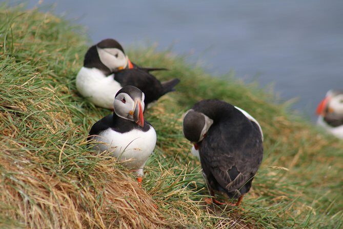 Two-In-One: Whale & Puffin Watching Tours from Reykjavik - Faxaflói Bay whale watching: comfort plus a practical re-try