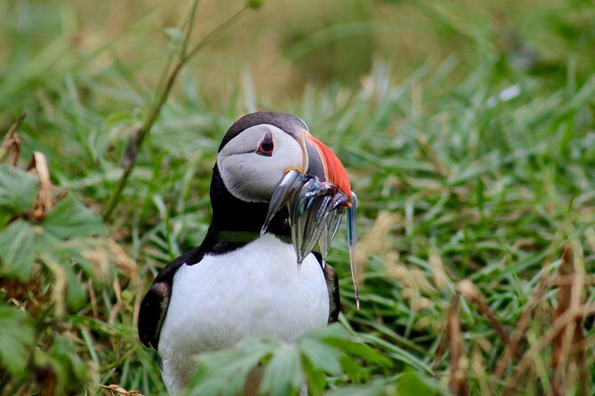 Two-In-One: Whale & Puffin Watching Tours from Reykjavik - Wildlife spotting tips that actually help you