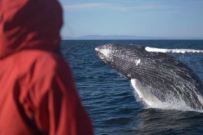 Two-In-One: Whale & Puffin Watching Tours from Reykjavik - Price and value: what you’re paying for at $140 per person