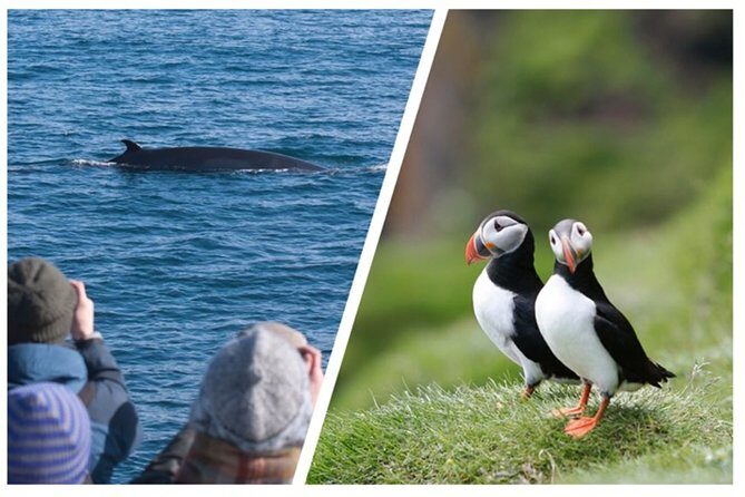 Two-In-One: Whale & Puffin Watching Tours from Reykjavik - Lundey puffin time: what you’re really aiming to see