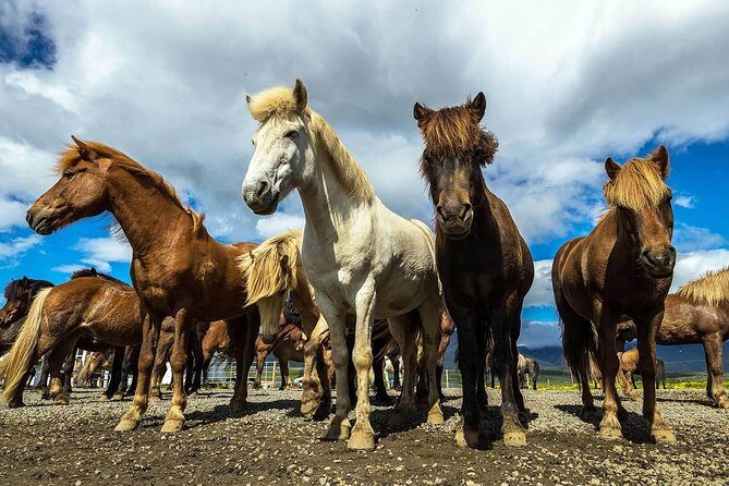 Viking Horse Riding and Golden Circle Tour from Reykjavik - Viking Horse Riding and Golden Circle Express: the overall vibe