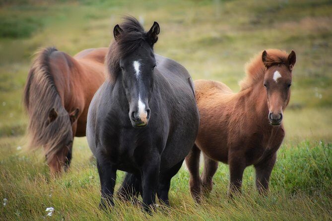 Viking Horse Riding and Golden Circle Tour from Reykjavik - Thingvellir National Park: UNESCO rift valley and Iceland’s political roots