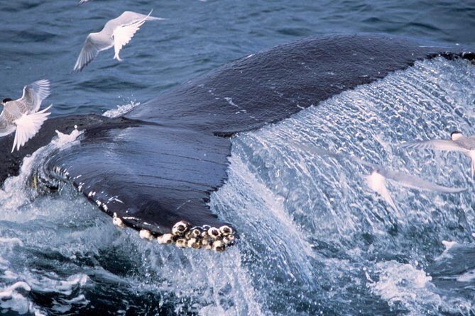 Whale Watching and Golden Circle Tour from Reykjavik - The Golden Circle by Coach: Comfortable, Guided, and Time-Managed