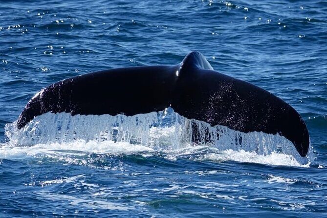 Whale Watching and Marine Life Tour in Reykjavik - Old Harbour House start: what your first 30 minutes feel like