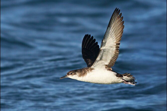 Whale Watching and Marine Life Tour in Reykjavik - Engey, Lundey, and Viðey islands: birds while you wait for whales