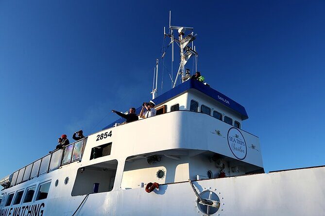 Whale Watching and Marine Life Tour in Reykjavik - What close encounters can look like: whales, dolphins, and the timing game