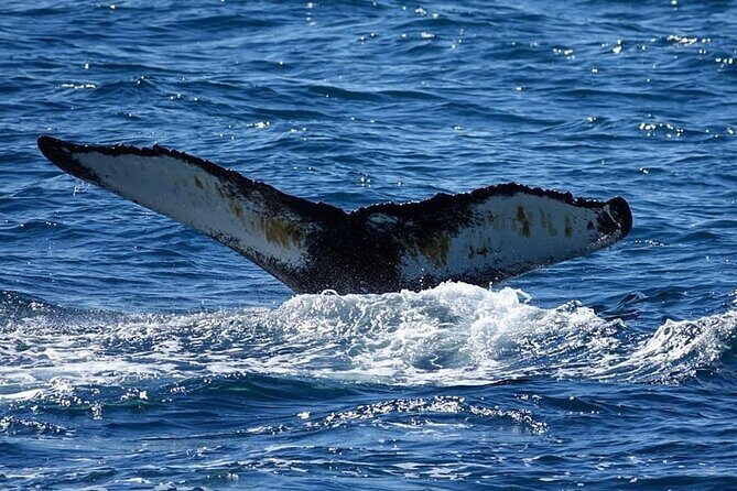 Whale Watching and Marine Life Tour in Reykjavik - Price and value: is $98 a fair deal?