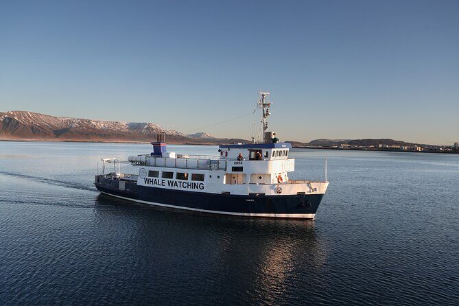 Whale Watching and Marine Life Tour in Reykjavik - Harpa and the Reykjavík skyline: why the water view starts right away