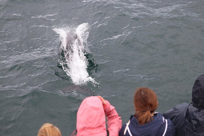Whale Watching and Northern Lights Half-Day Combo Tour - A Day That Starts With Whales, Ends With the Northern Lights