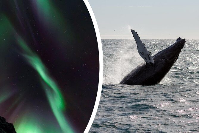 Whale Watching and Northern Lights Half-Day Combo Tour - Getting There: Geirsgata 11 and the Timing That Actually Matters