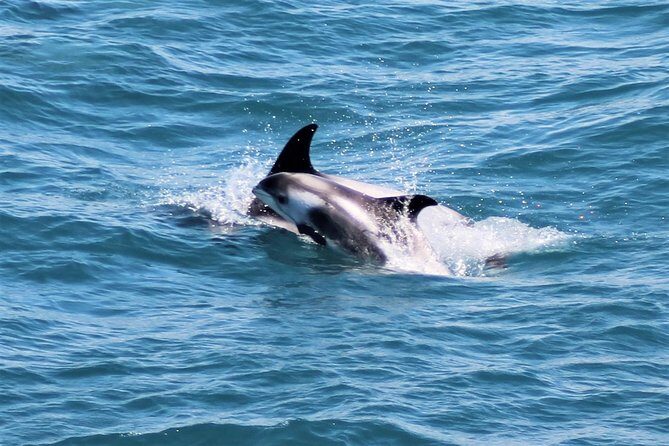 Whale Watching and Northern Lights Half-Day Combo Tour - Wildlife and Lights: What “Success” Looks Like Here