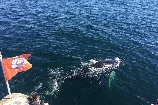 Whale Watching and Northern Lights Half-Day Combo Tour - Price and Value: Is $176 Worth It for a Two-Part Day?