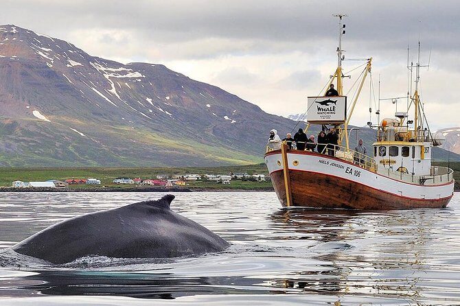 Whale Watching and Sea Angling Tour - Key highlights to know before you go