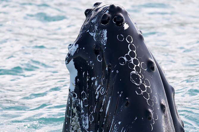 Whale Watching and Sea Angling Tour - Whale watching in Eyjafjörður: why Hauganes is a smart base
