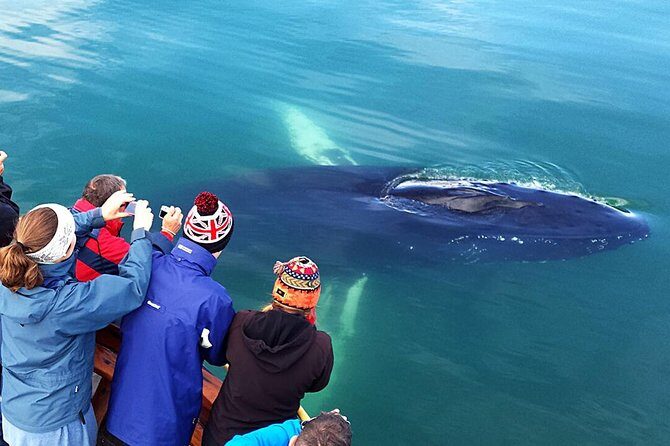 Whale Watching and Sea Angling Tour - Getting there from Akureyri cruise terminal: don’t leave this to luck