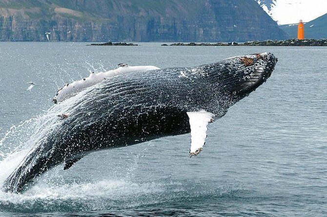 Whale Watching and Sea Angling Tour - Price and value: what $100 buys you in the real world