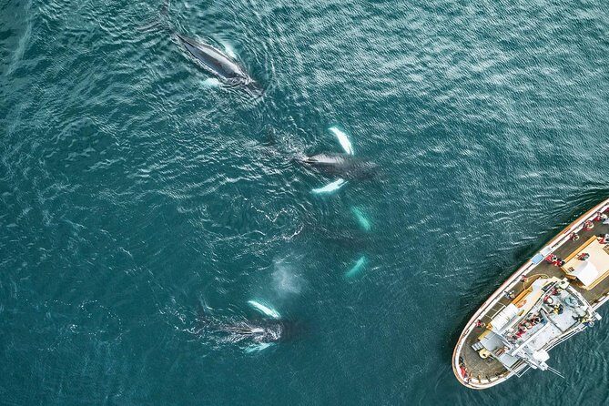 Whale Watching and Sea Angling Tour - Should you book? My take for your calendar