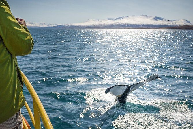 Whale Watching and Sea Angling Tour - Warm overalls, hot drinks, and a boat you’ll actually want to stay on