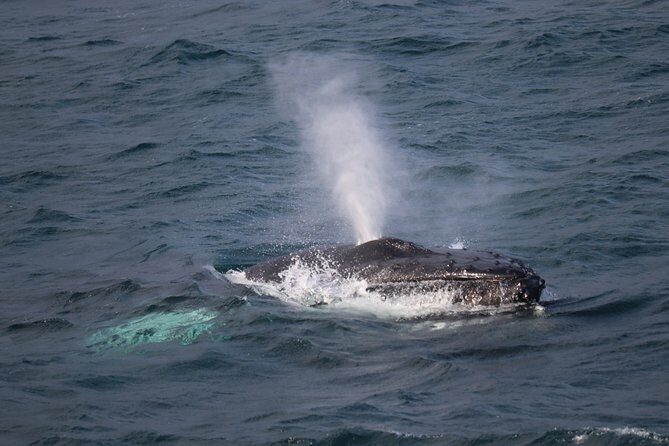Whale-Watching Boat Tour with Expert Guide from Reykjavik - Key Highlights Worth Booking