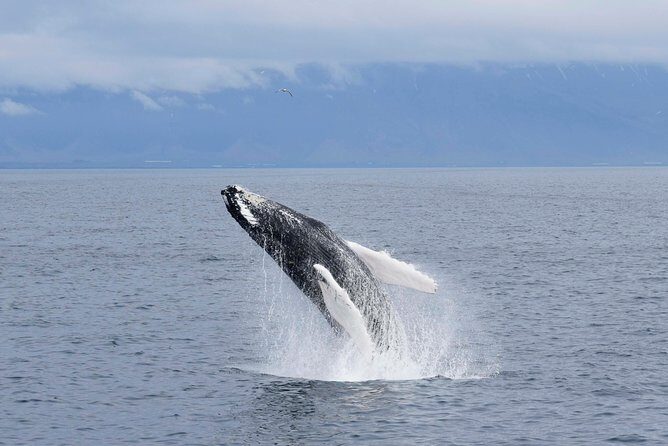 Whale-Watching Boat Tour with Expert Guide from Reykjavik - Choosing the Right Cruise Length Around Old Harbor