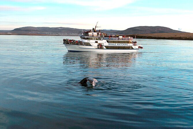Whale-Watching Boat Tour with Expert Guide from Reykjavik - What You’ll Actually See: Whales, Dolphins, and Porpoises