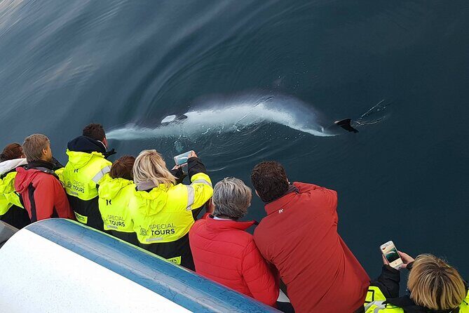 Whale-Watching Boat Tour with Expert Guide from Reykjavik - The Guide’s Commentary and Onboard Photo Power