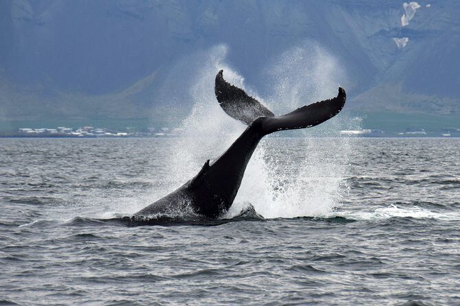 Whale-Watching Boat Tour with Expert Guide from Reykjavik - Rough Weather Reality and How to Stay Comfortable