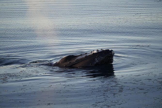 Whale-Watching Boat Tour with Expert Guide from Reykjavik - Price and Value: What $86.51 Buys You