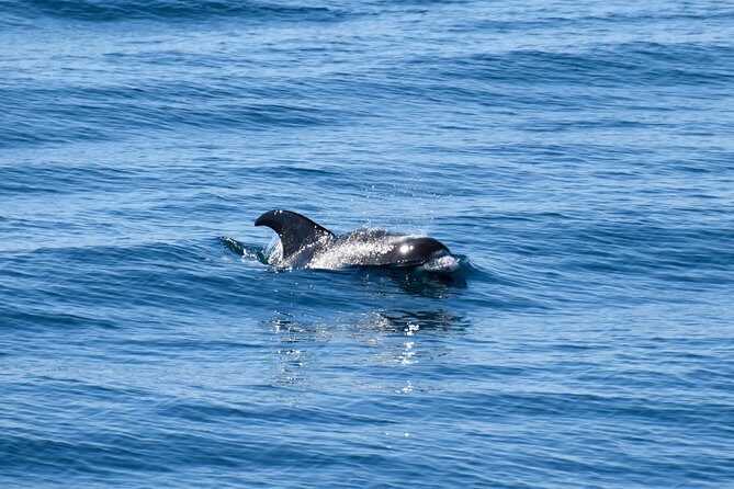 Whale-Watching Boat Tour with Expert Guide from Reykjavik - Who This Whale Tour Fits Best