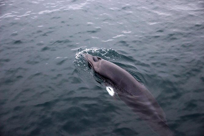Whale-Watching Boat Tour with Expert Guide from Reykjavik - Meeting at Geirsgata 11 and Getting to Faxaflói Bay