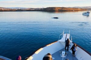 Whale Watching Cruise on a Yacht in Reykjavik - The 3-hour route: Old Harbour to Engey, Lundey, and Viðey