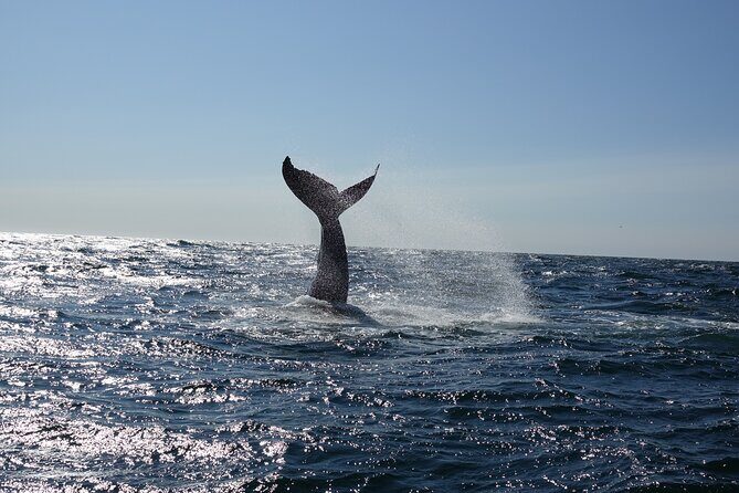 Whale Watching Cruise on a Yacht in Reykjavik - What you can actually see: whales, dolphins, porpoises, and sometimes orcas