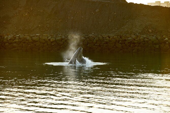 Whale Watching Cruise on a Yacht in Reykjavik - Harpa, Engey, Lundey, Viðey: the non-whale highlights that keep the cruise interesting