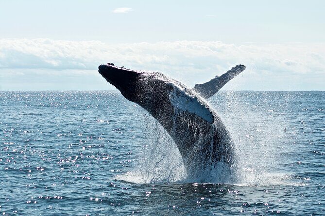 Whale Watching Cruise on a Yacht in Reykjavik - How the “free return cruise” works as a value booster