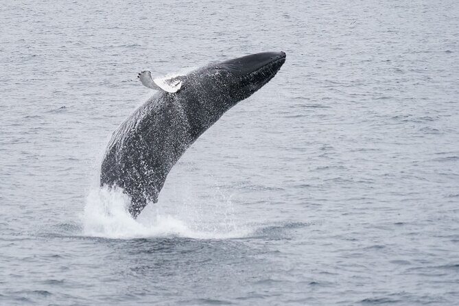 Whale Watching Cruise on a Yacht in Reykjavik - Weather, sea state, and why timing can change everything