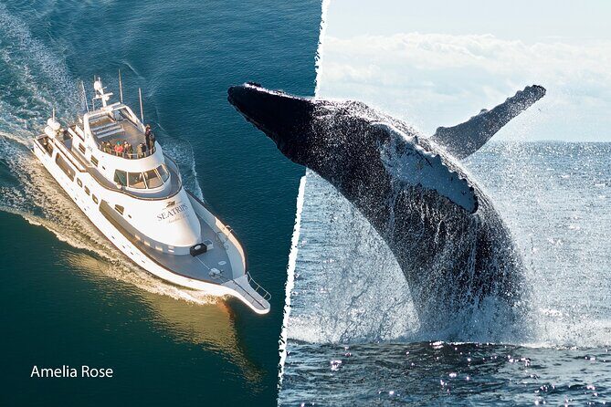 Whale Watching Cruise on a Yacht in Reykjavik - Small drawbacks to consider before you book