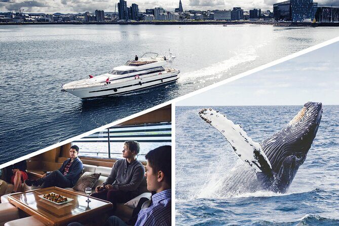Whale Watching & Dolphin Yacht Cruise - Old Harbor departure and the Faxafloi Bay setting that drives the whole trip