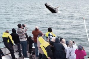 Whale Watching & Dolphin Yacht Cruise - Harpa vs. Amelia Rose: how the yacht choice affects comfort
